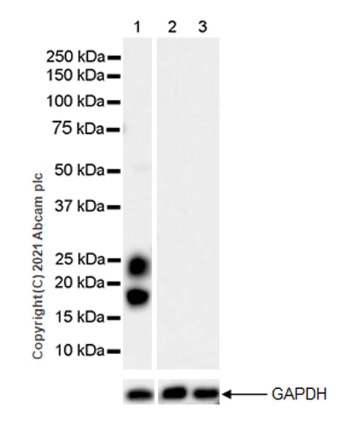 Western blot - Anti-FSH beta antibody [EPR24439-141] (AB281562)