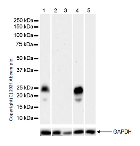 Western blot - Anti-FSH beta antibody [EPR24439-141] (AB281562)