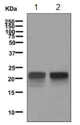 Western blot - Anti-FSH beta antibody [EPR7930] - BSA and Azide free (AB248984)