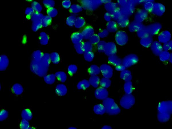 Immunocytochemistry/ Immunofluorescence - Anti-FSH beta antibody [EPR7931] - BSA and Azide free (AB250192), expandable thumbnail