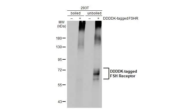 Western blot - Anti-FSHR antibody [HL2784] - BSA and Azide free (AB325857)