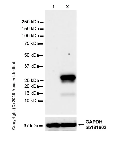 Western blot - Anti-FSP27/CIDEC antibody [EPR29812-32] (AB325929)