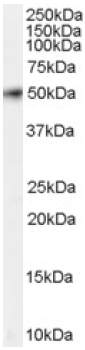 Western blot - Anti-FSTL1/FRP antibody (AB11805), expandable thumbnail
