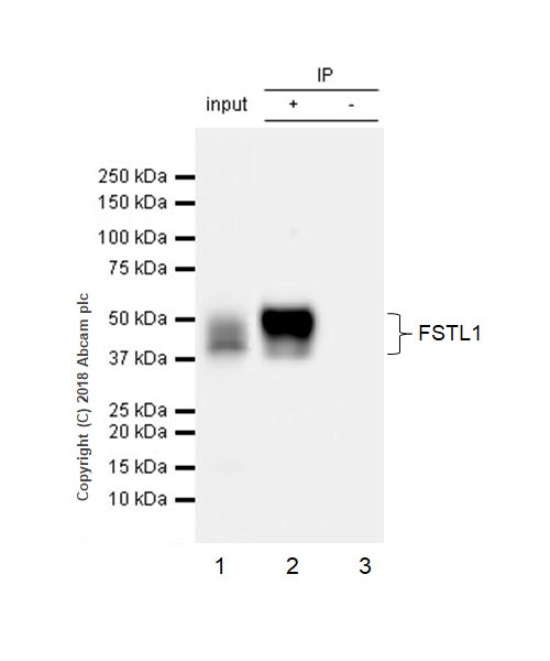 Immunoprecipitation - Anti-FSTL1/FRP antibody [EPR21933-155] (AB223287), expandable thumbnail