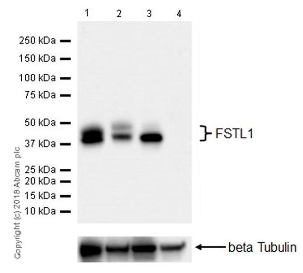 Western blot - Anti-FSTL1/FRP antibody [EPR21933-155] (AB223287), expandable thumbnail