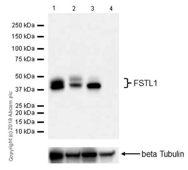 Western blot - Anti-FSTL1/FRP antibody [EPR21933-155] (AB223287)