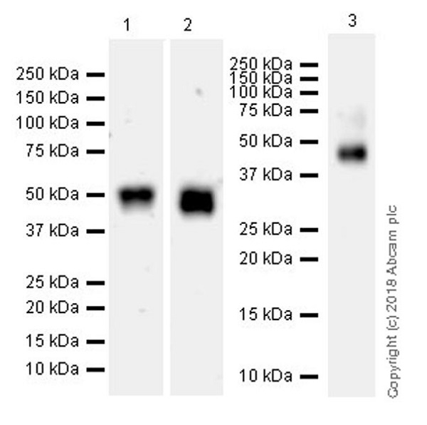 Western blot - Anti-FSTL1/FRP antibody [EPR21933-155] (AB223287), expandable thumbnail