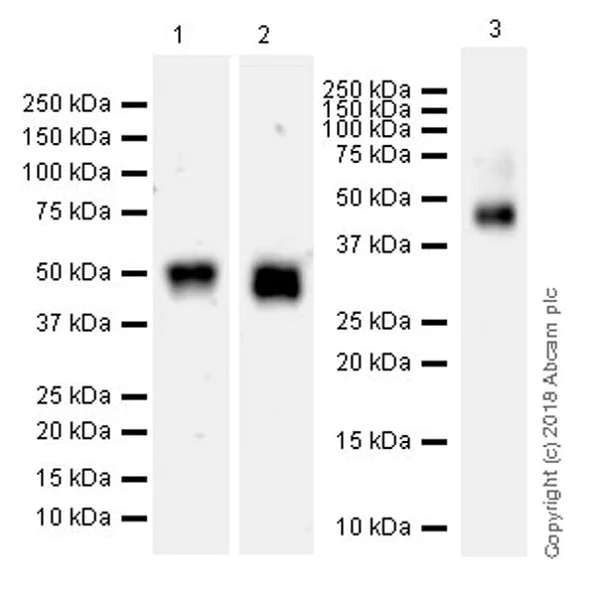Western blot - Anti-FSTL1/FRP antibody [EPR21933-155] (AB223287)