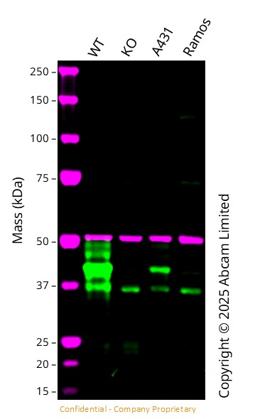 Western blot - Anti-FSTL1/FRP antibody [EPR21933-155] (AB223287), expandable thumbnail