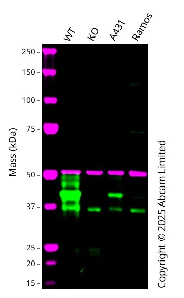 Western blot - Anti-FSTL1/FRP antibody [EPR21933-155] (AB223287)