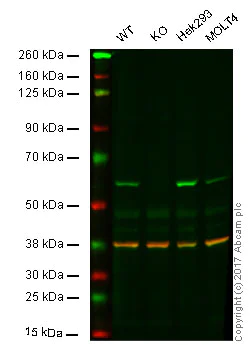 Western blot - Anti-FTO antibody [5-2H10] (AB92821)