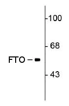 Western blot - Anti-FTO antibody [5-2H10] (AB92821)