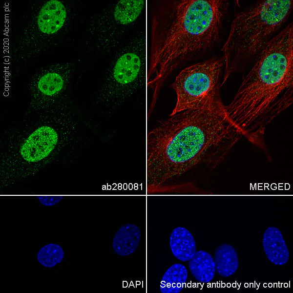 Immunocytochemistry/ Immunofluorescence - Anti-FTO antibody [EPR24440-12] - BSA and Azide free (AB280082)