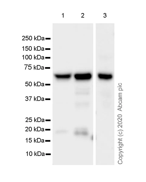 Western blot - Anti-FTO antibody [EPR24440-12] - BSA and Azide free (AB280082)
