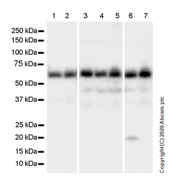 Western blot - Anti-FTO antibody [EPR24440-12] - BSA and Azide free (AB280082)