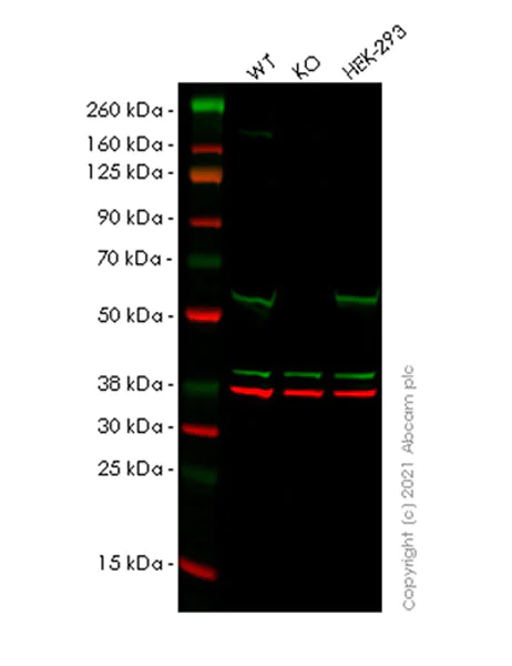 Western blot - Anti-FTO antibody [EPR24440-12] - BSA and Azide free (AB280082)
