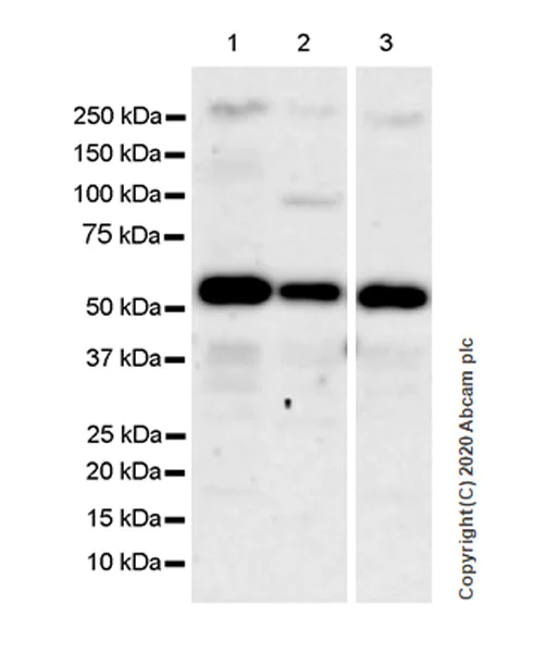 Western blot - Anti-FTO antibody [EPR24440-12] - BSA and Azide free (AB280082)