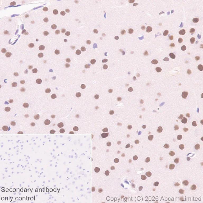 Immunohistochemistry (Formalin/PFA-fixed paraffin-embedded sections) - Anti-FTO antibody [EPR31059-535] (AB327339)