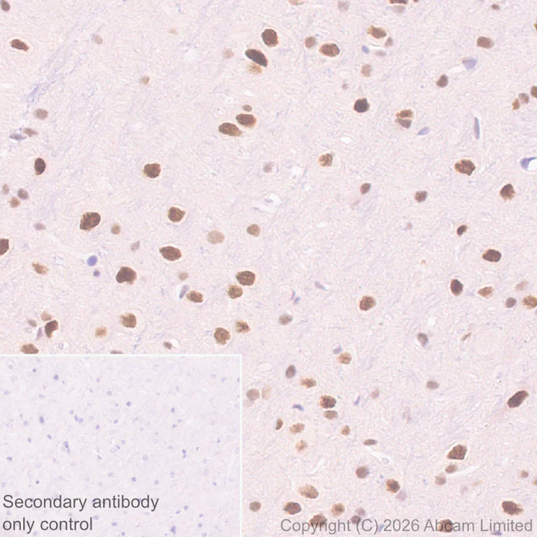 Immunohistochemistry (Formalin/PFA-fixed paraffin-embedded sections) - Anti-FTO antibody [EPR31059-535] (AB327339)