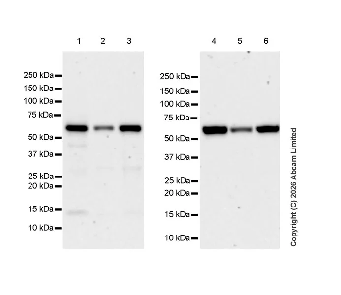 Western blot - Anti-FTO antibody [EPR31059-535] (AB327339)