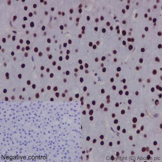 Immunohistochemistry (Formalin/PFA-fixed paraffin-embedded sections) - Anti-FTO antibody [EPR6894] - BSA and Azide free (AB240021)