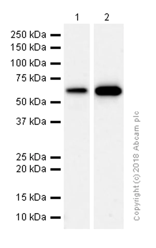 Western blot - Anti-FTO antibody [EPR6895] (AB124892)