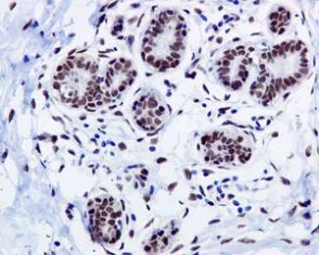 Immunohistochemistry (Formalin/PFA-fixed paraffin-embedded sections) - Anti-FTO antibody [EPR6895] - BSA and Azide free (AB242390)