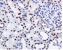 Immunohistochemistry (Formalin/PFA-fixed paraffin-embedded sections) - Anti-FTO antibody [EPR6895] - BSA and Azide free (AB242390), expandable thumbnail