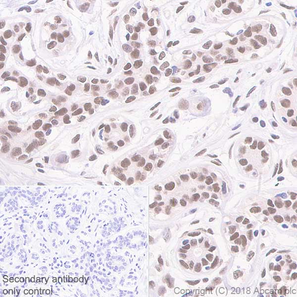 Immunohistochemistry (Formalin/PFA-fixed paraffin-embedded sections) - Anti-FTO antibody [EPR6895] - BSA and Azide free (AB242390), expandable thumbnail
