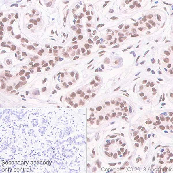 Immunohistochemistry (Formalin/PFA-fixed paraffin-embedded sections) - Anti-FTO antibody [EPR6895] - BSA and Azide free (AB242390)