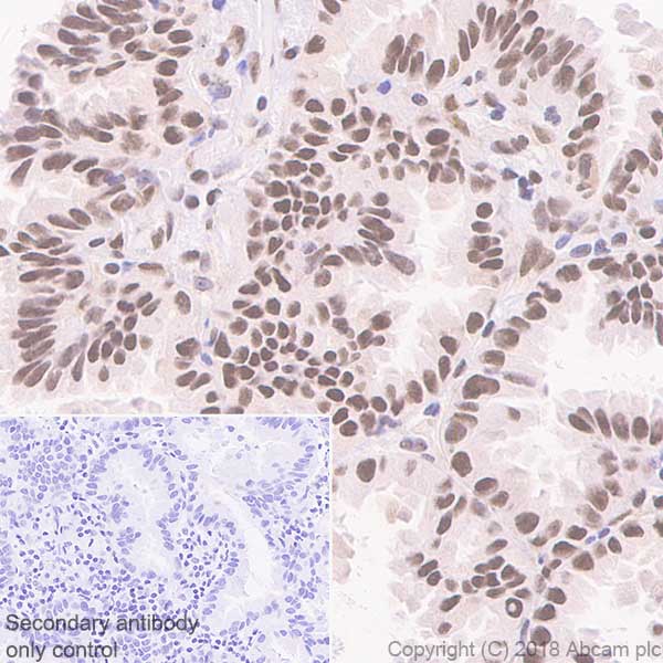 Immunohistochemistry (Formalin/PFA-fixed paraffin-embedded sections) - Anti-FTO antibody [EPR6895] - BSA and Azide free (AB242390), expandable thumbnail