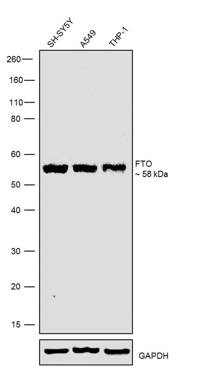 Western blot - Anti-FTO antibody [RP23040275] (AB308105)