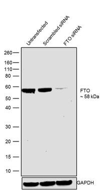 Western blot - Anti-FTO antibody [RP23040275] (AB308105), expandable thumbnail
