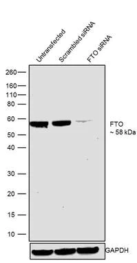 Western blot - Anti-FTO antibody [RP23040275] (AB308105)
