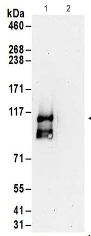 Immunoprecipitation - Anti-FTSJ3 antibody - N-terminal (AB186009)