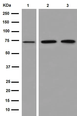 Western blot - Anti-FUBP1/FBP antibody [EPR12326] (AB192867)