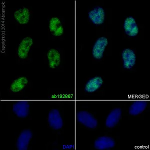 Immunocytochemistry/ Immunofluorescence - Anti-FUBP1/FBP antibody [EPR12326] - BSA and Azide free (AB246359)