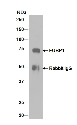 Immunoprecipitation - Anti-FUBP1/FBP antibody [EPR12326] - BSA and Azide free (AB246359)
