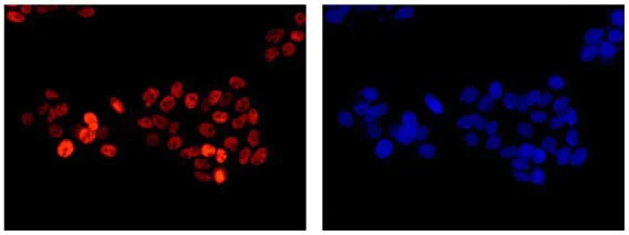 Immunocytochemistry/ Immunofluorescence - Anti-FUBP1/FBP antibody [EPR12327] (AB181111)