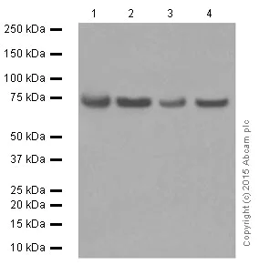 Western blot - Anti-FUBP1/FBP antibody [EPR12327] (AB181111)