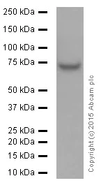 Western blot - Anti-FUBP1/FBP antibody [EPR12327] (AB181111)