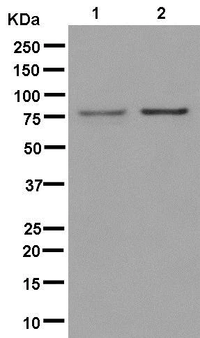 Western blot - Anti-FUBP1/FBP antibody [EPR12327] (AB181111)