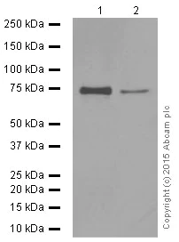 Western blot - Anti-FUBP1/FBP antibody [EPR12327] (AB181111)