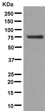 Western blot - Anti-FUBP1/FBP antibody [EPR12327] (AB181111)