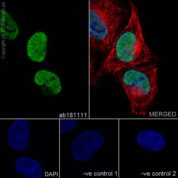 Immunocytochemistry/ Immunofluorescence - Anti-FUBP1/FBP antibody [EPR12327] - BSA and Azide free (AB240239)