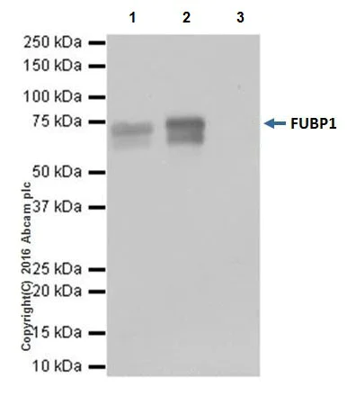 Immunoprecipitation - Anti-FUBP1/FBP antibody [EPR19208] (AB213525)