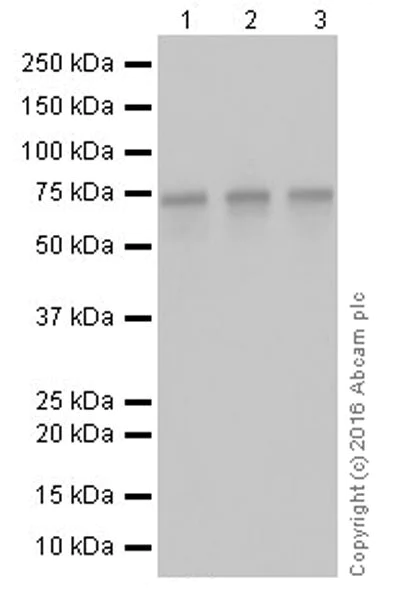 Western blot - Anti-FUBP1/FBP antibody [EPR19208] (AB213525)