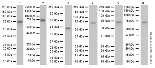 Western blot - Anti-FUBP1/FBP antibody [EPR19208] - BSA and Azide free (AB251543)