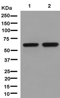 Western blot - Anti-FUBP3 antibody [EPR13174-61] (AB181122)