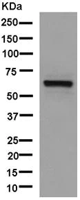 Western blot - Anti-FUBP3 antibody [EPR13174-61] (AB181122)